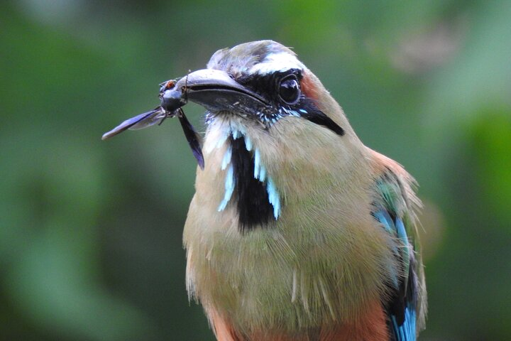 Turquoise browed Motmot